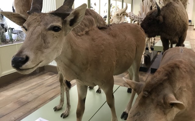 Musée d'Histoire Naturelle et vivarium de Tournai